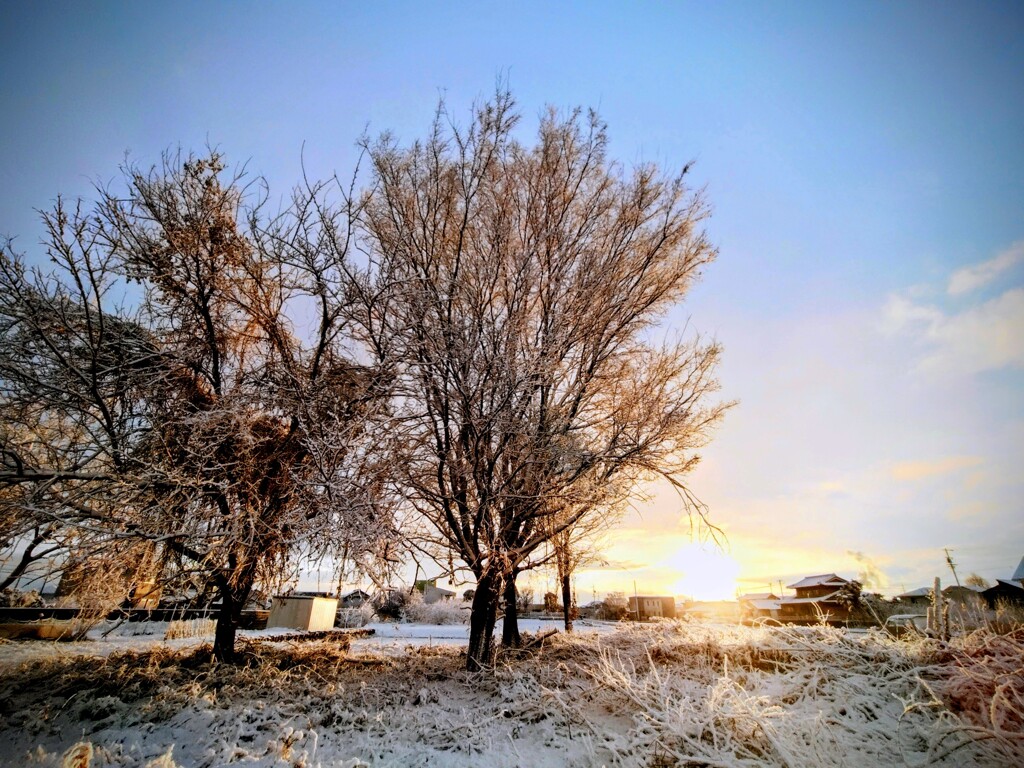 また雪が降りました。