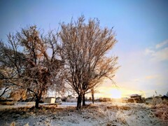 また雪が降りました。