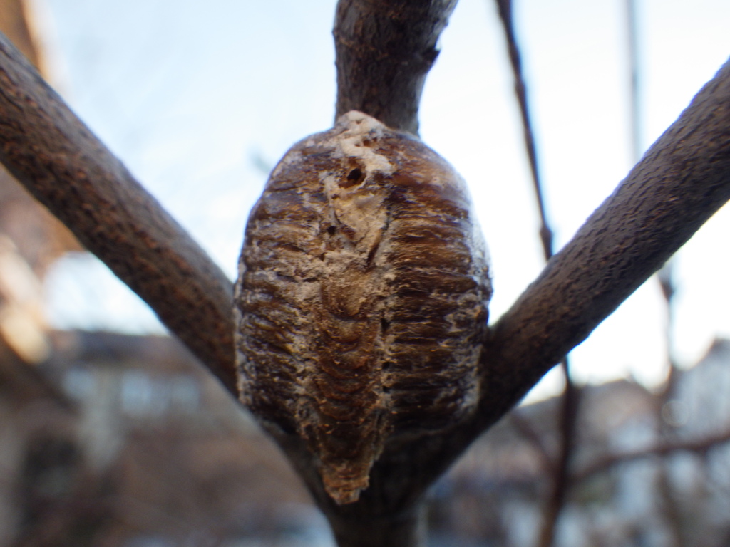 カマキリの卵