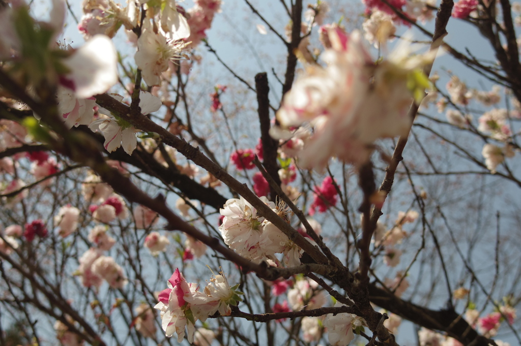 桜みつけた！
