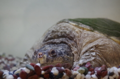 ガメラですけどなにか？