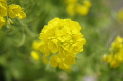 菜の花
