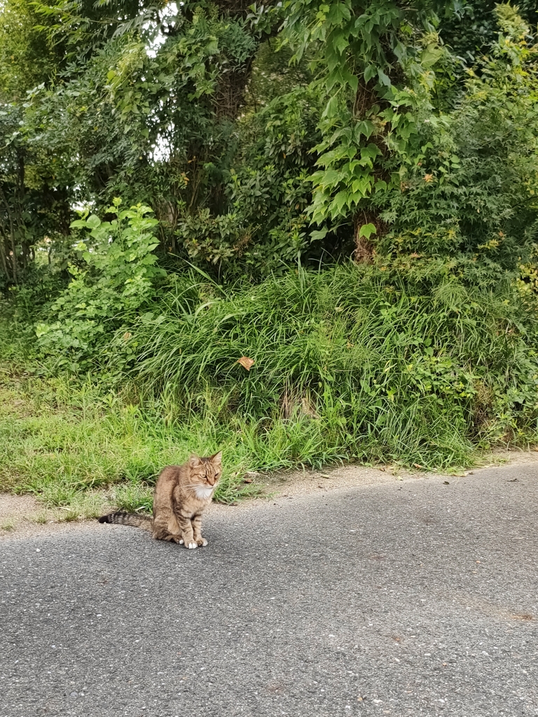 野良猫。