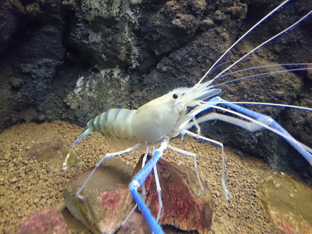 エビ