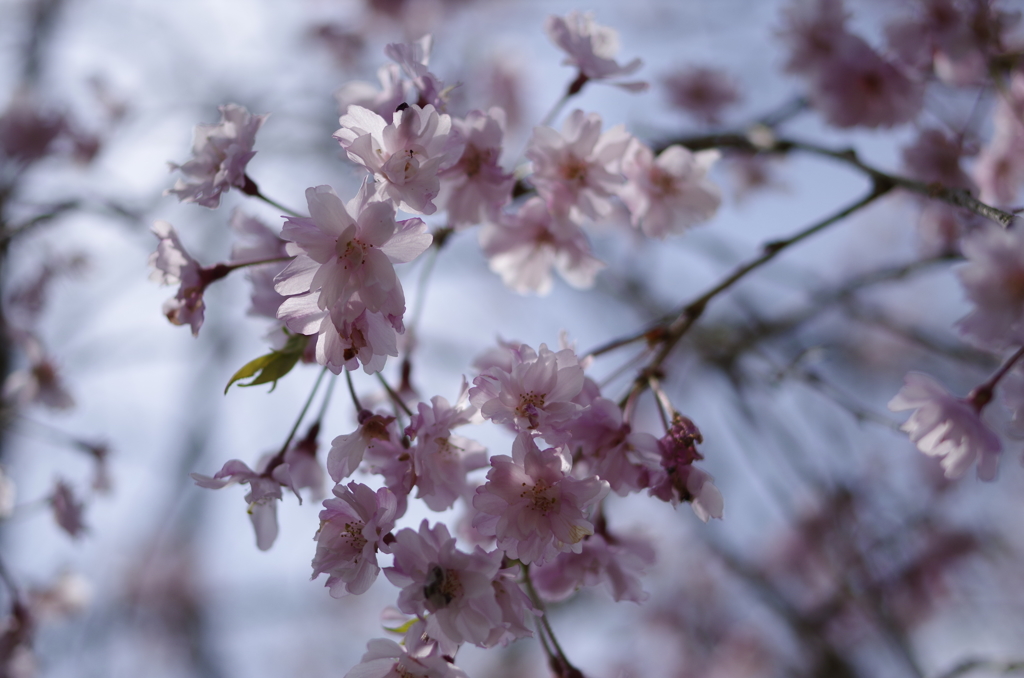 しだれ桜のＵＰ写真
