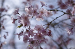 しだれ桜のＵＰ写真