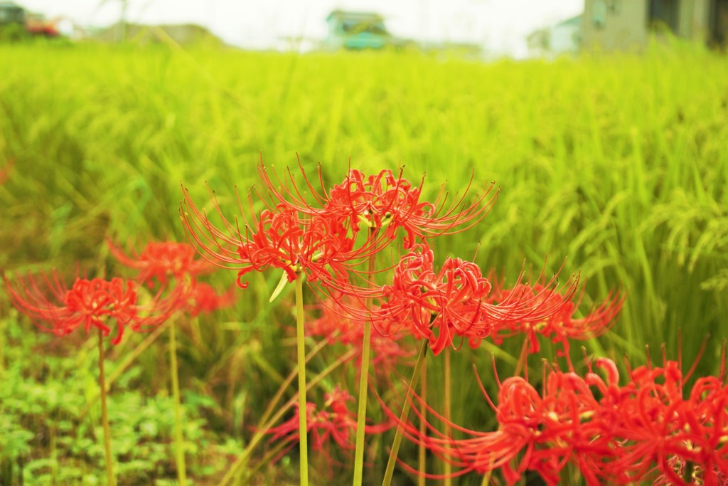 彼岸花③