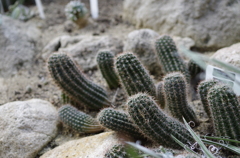 サボテンをはじめて撮ってみた