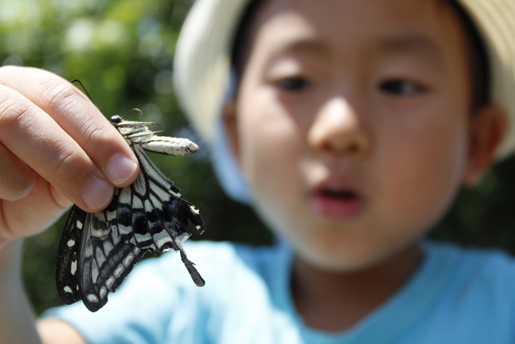 アゲハ蝶　ついに息子が！