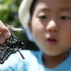 アゲハ蝶　ついに息子が！