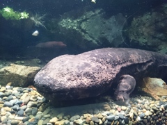 オオサンショウウオ