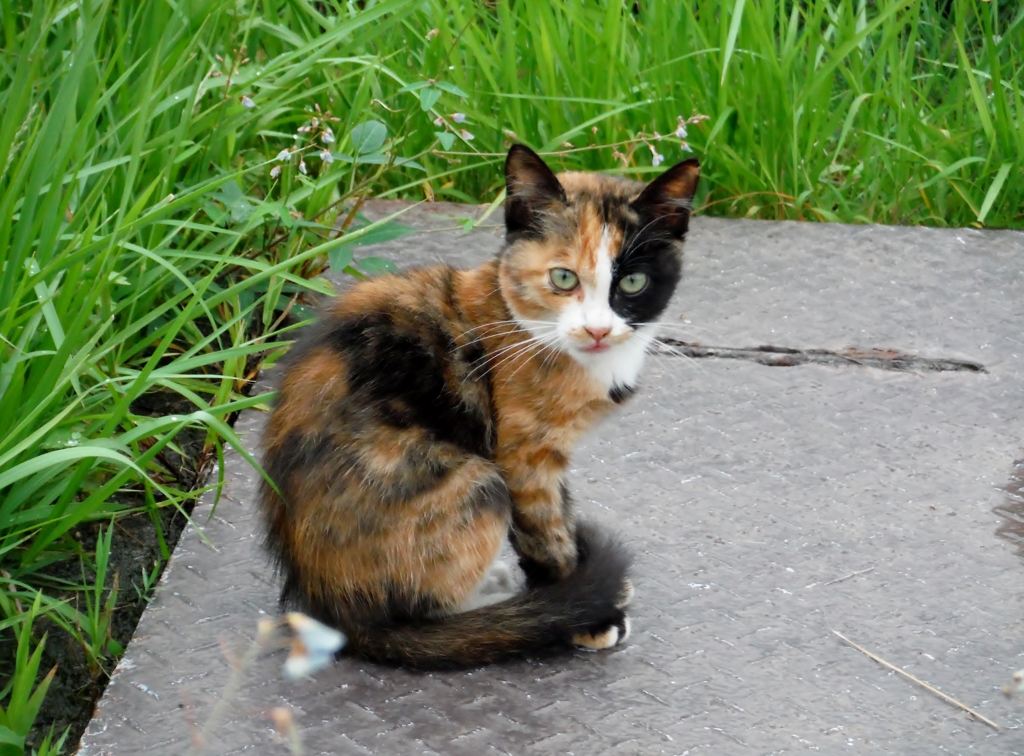 三毛猫子猫