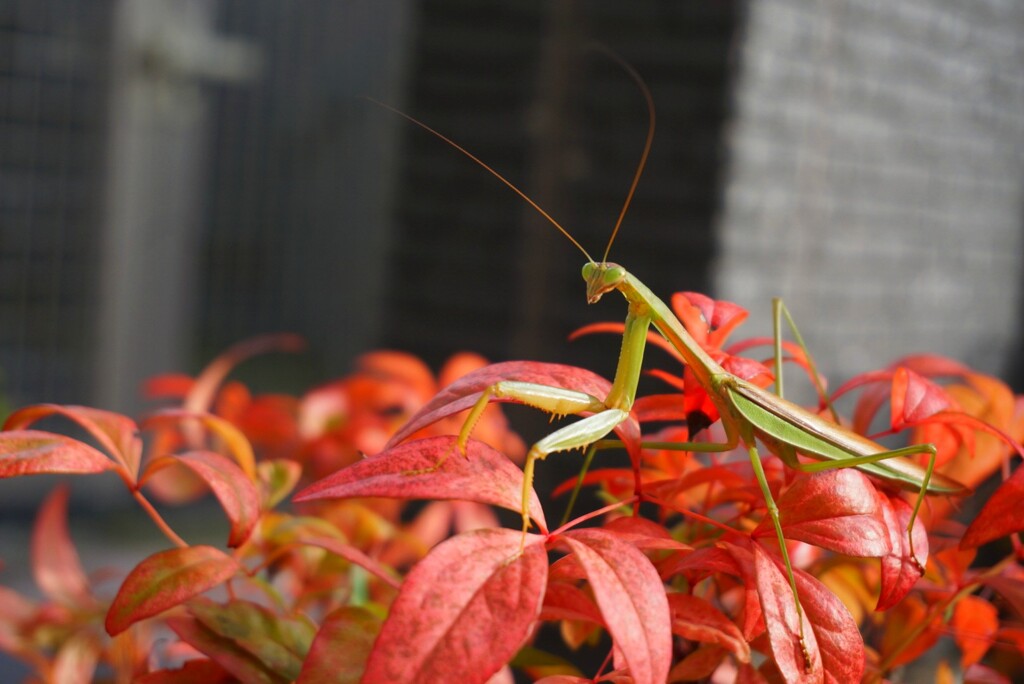 カマキリ