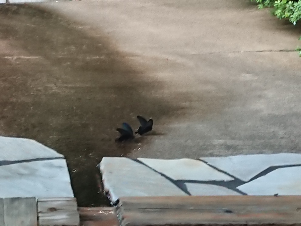 カラスアゲハ　2匹が温泉飲みに！