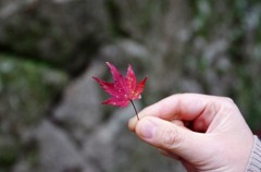 楓と妻の手