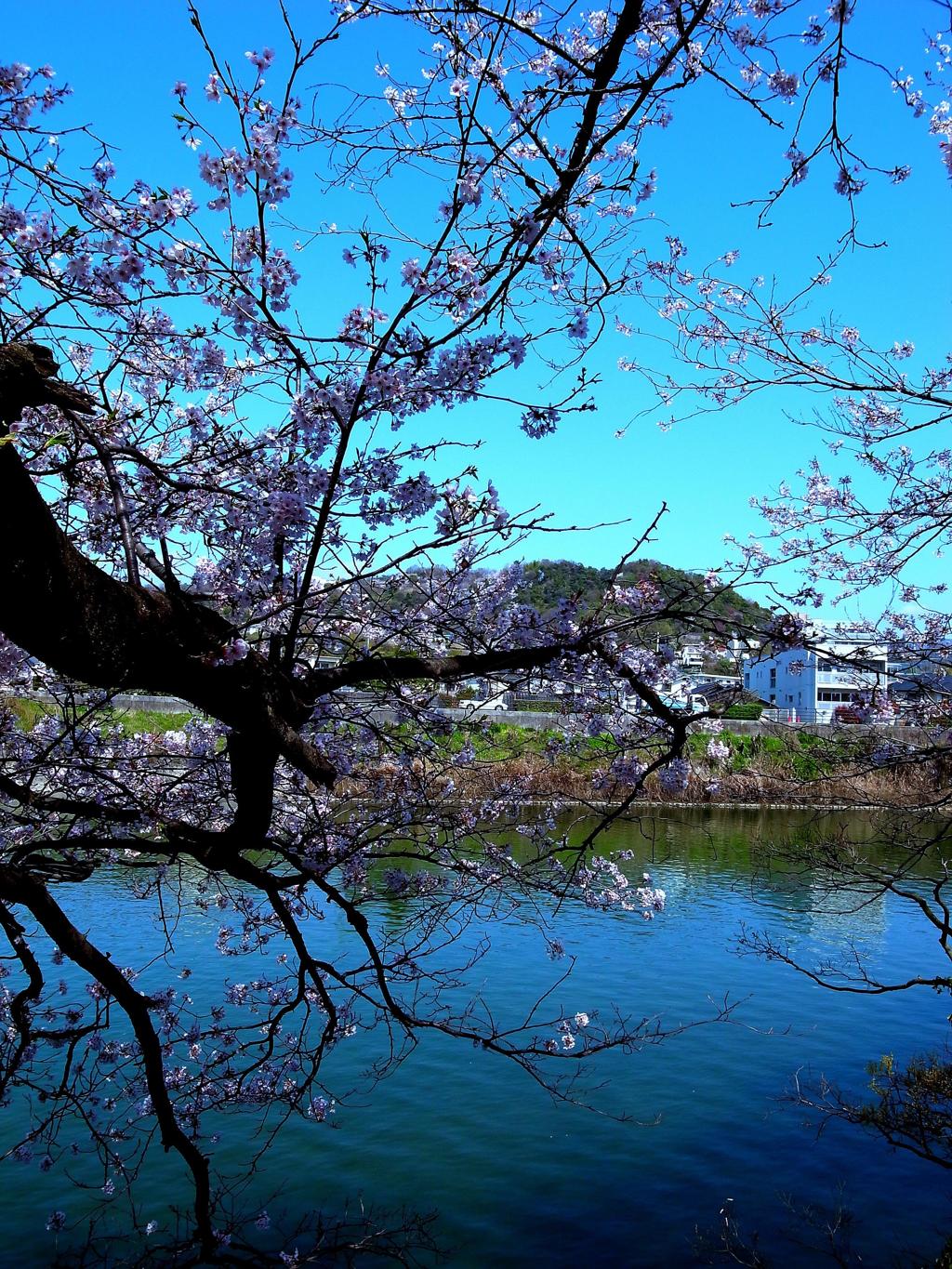 被爆桜