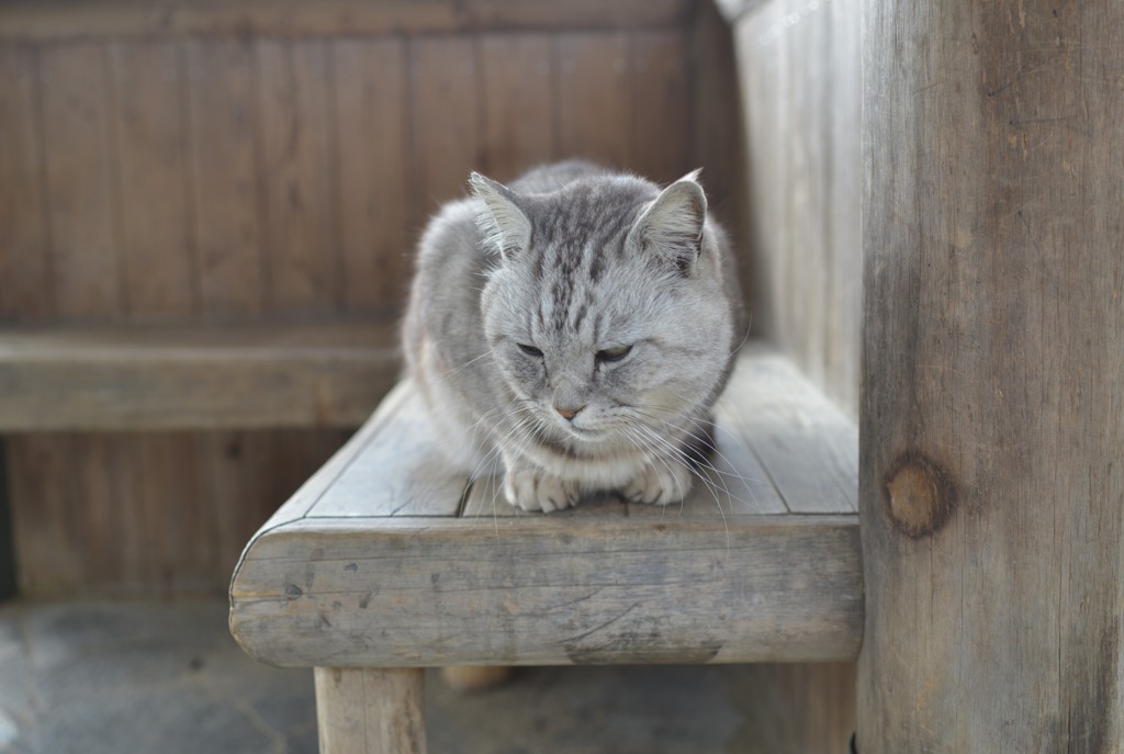 公園に住んでいる野良猫ちゃん