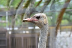 ダチョウさん①