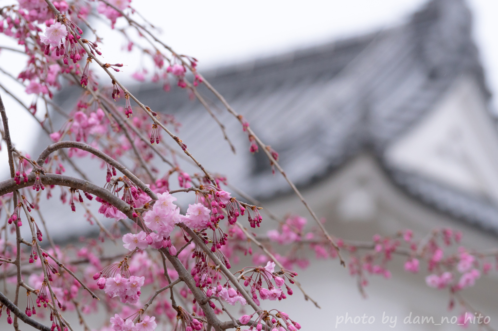 枝垂桜