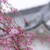枝垂桜
