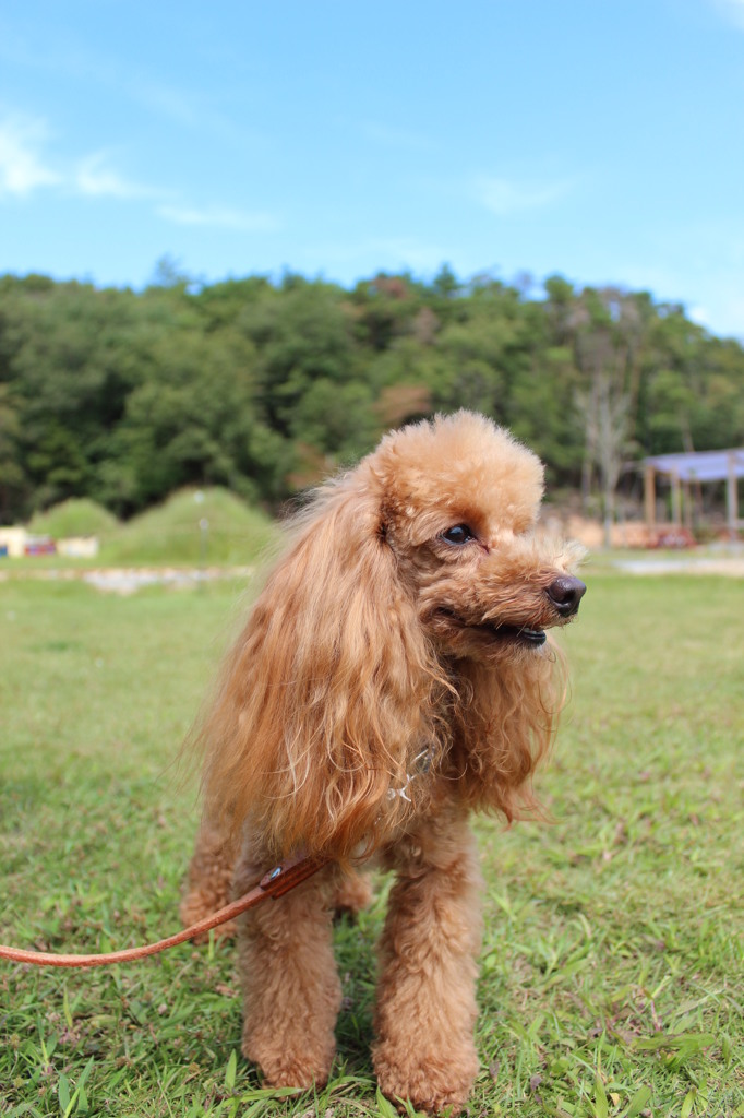 愛犬