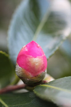 花たまご