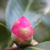 花たまご