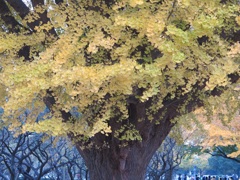公園のイチョウ