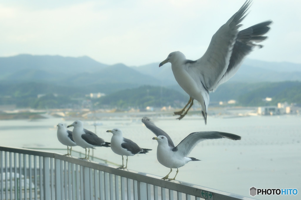 ホテルの部屋にウミネコ来襲！