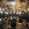 京都東山花灯絽　円山公園