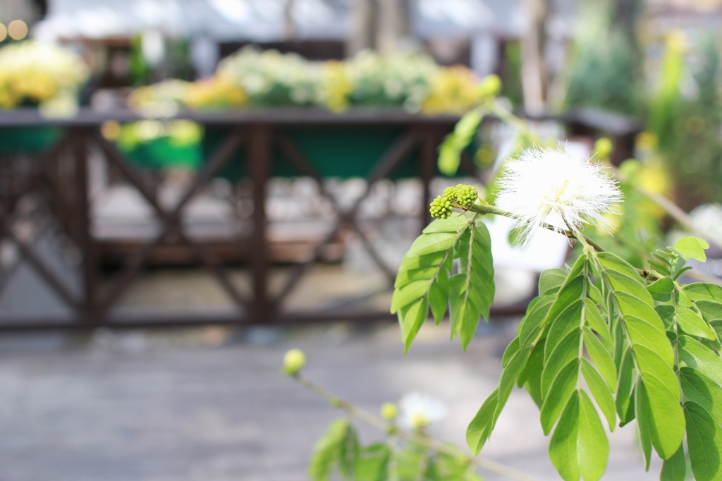 珍百花