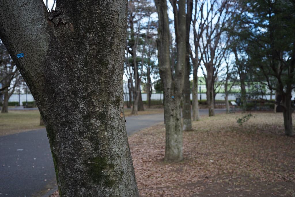 スナップ 1365　F8程度