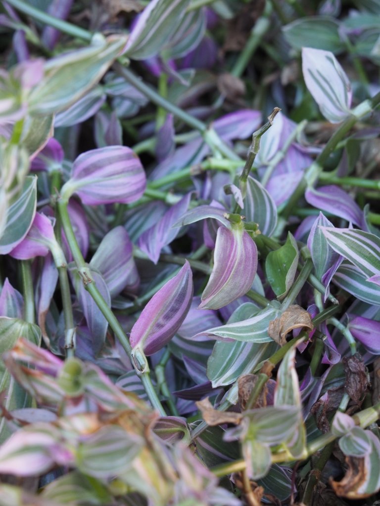 tam 14-150 sample 009