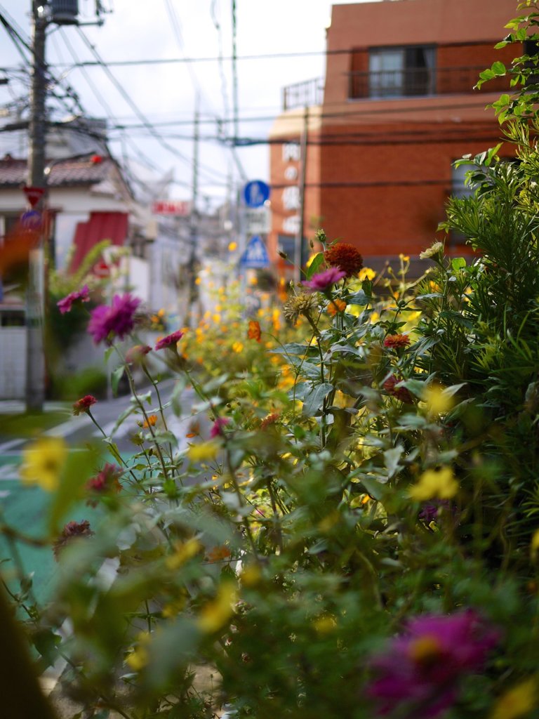 flower 7