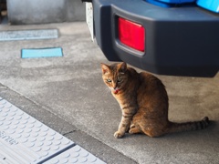 かわいい