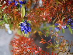 pana leica 25mm F1.4 sample 007