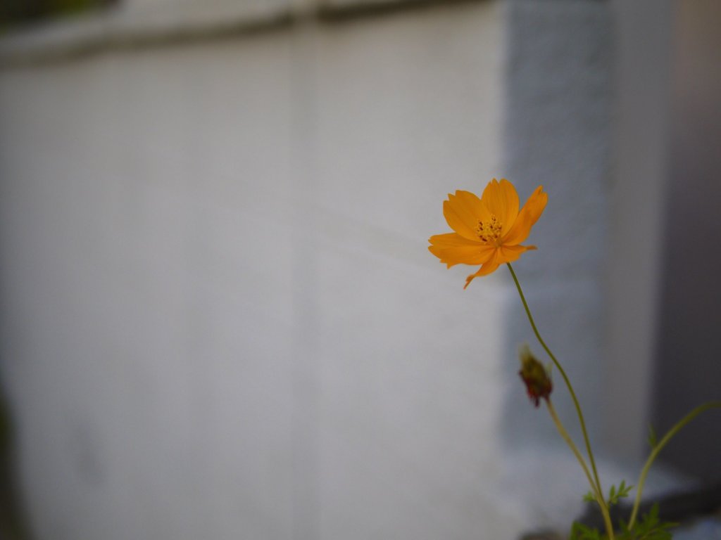 pana leica 25mm F1.4 sample 014