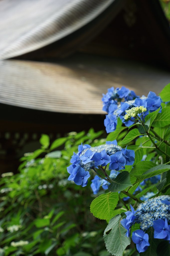 高幡不動尊金剛寺　9