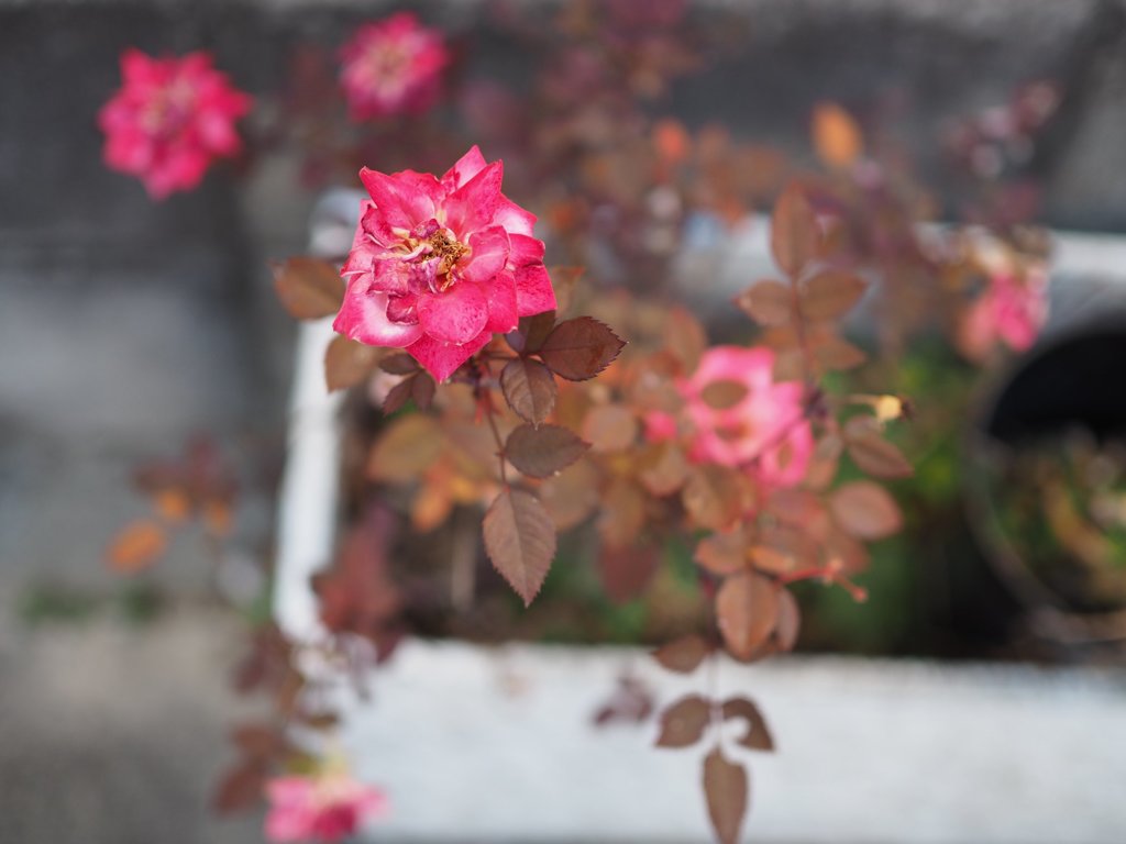 M.Zuiko 25mmF1.8 sample 010
