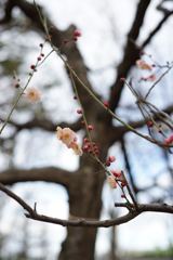 スナップ 1372 f2.8程度