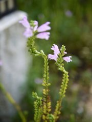 pana leica 25mm F1.4 sample 002