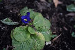 スナップ 1330 F2.8程度