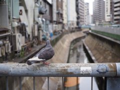スナップ 140