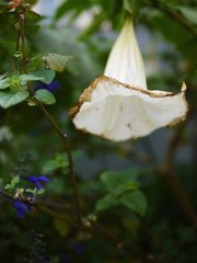 pana leica 25mm F1.4 sample 006