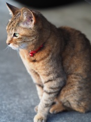 かわいい