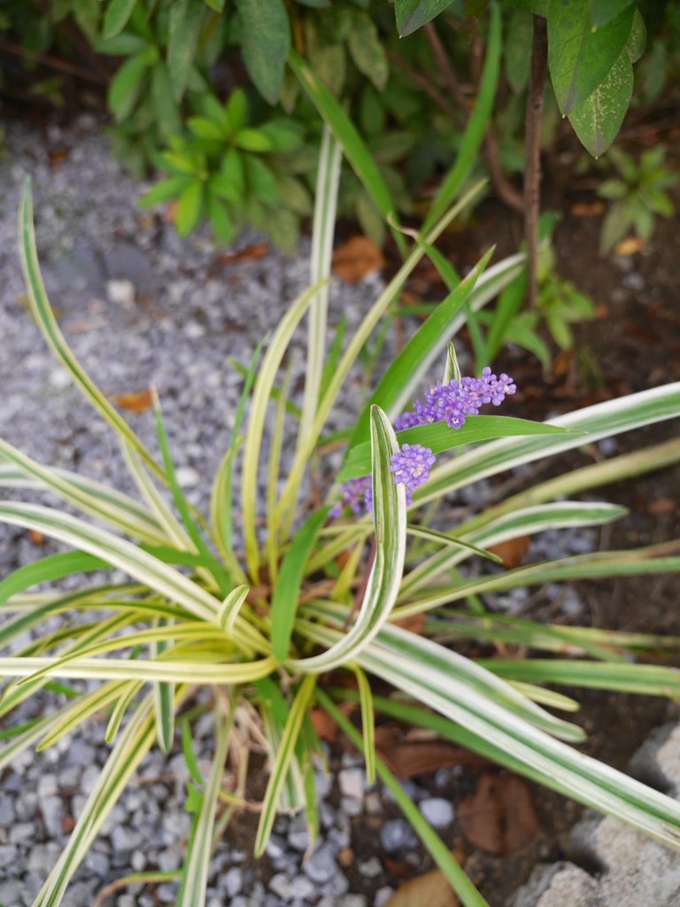 pana  12-35mm F2.8 sample 019