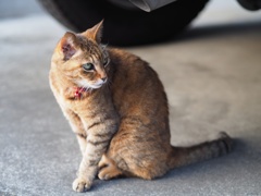 かわいい