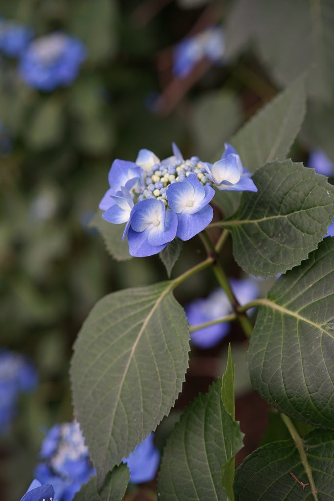 高幡不動尊金剛寺　36