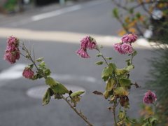 tam 14-150 sample 049