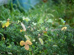 pana leica 25mm F1.4 sample 003